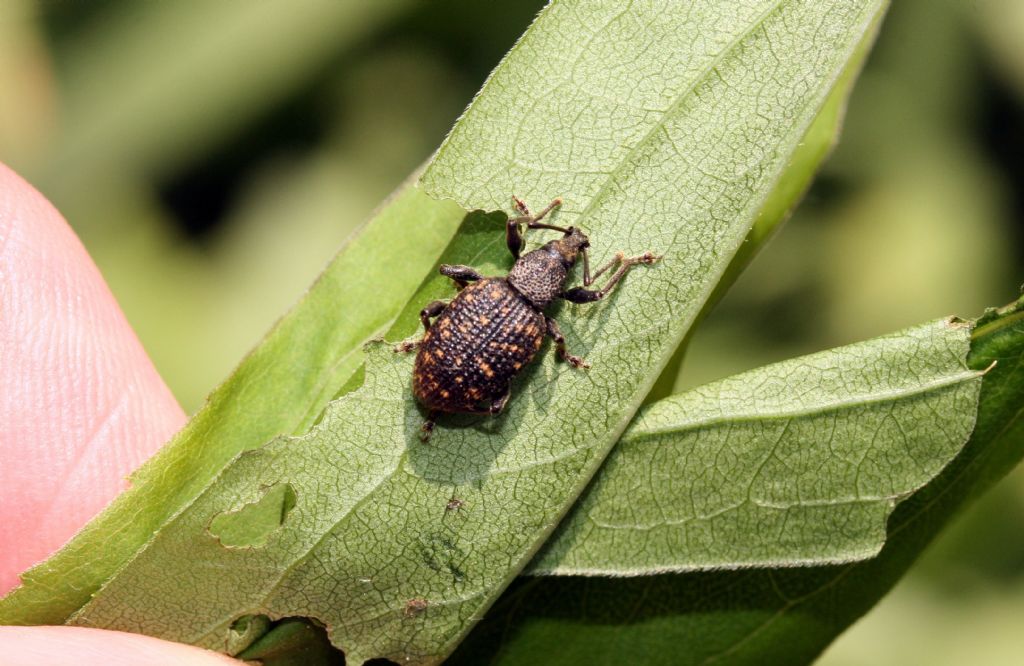 Curculionidae: Otiorhynchus sulcatus (cf.)